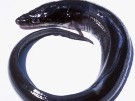 剑网3海鳗(剑网3海鳗瓜最新版本更新内容)