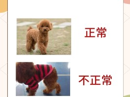 狗和骨头攻略(狗和骨头怎么过关)