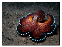 扔章鱼无敌版(章鱼游戏破解版)