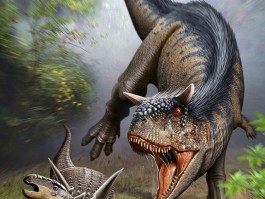 dnf坚硬的头骨(dnf坚韧之骨怎么获得)