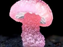 真菌世界攻略(真菌世界第12关怎么过)