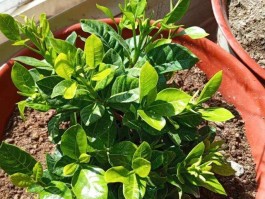 包含三角洲一秒变异花来苏醒的词条