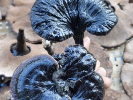 斗战神百味灵芝(斗战神百褐藤分布)