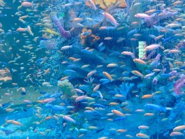 梦幻海底进不去(梦幻海底进不去怎么办)