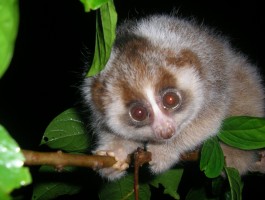 洛克王国小蜂猴(洛克王国小蜂猴在哪)