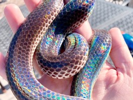 蛇喜欢主人的表现(蛇喜欢小动物吗)