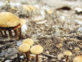 洛克王国微光实验室蘑菇(洛克王国魔法微章)