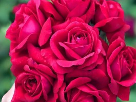 玫瑰大极品传奇(极品玫瑰花)