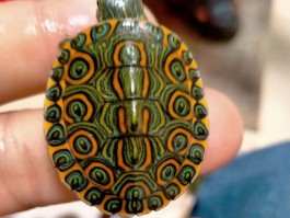 洛克王国圈圈海龟(洛克王国海龟的困扰第三天)